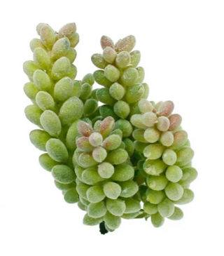 Succulent 3