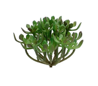 Succulent 4