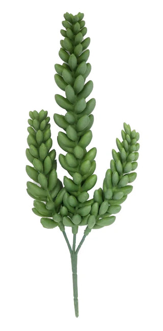 Succulent 5