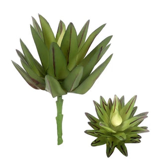 Succulent 6