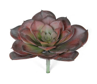 Succulent 7