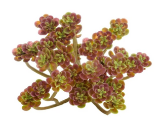 Succulent 8