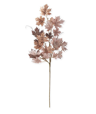 Sugar Maple Leaf Stem