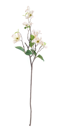 Dogwood Branch 38