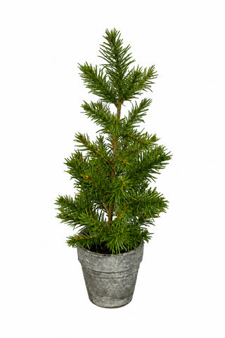 A small pine tree in grey pot