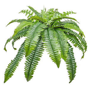 UV Proof Boston Fern Bush x 6 in Green outdoor outside
