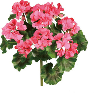 UV Proof Geranium Bush in Hot Pink outside outdoor flower