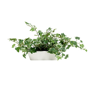 Variegated Ivy Arrangement