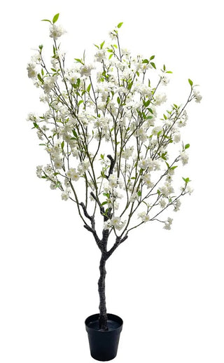 White Blossom Potager Tree flower bush floral pot potted