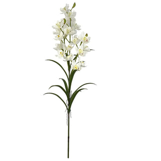 White Cymbidium Orchid Triple Stem