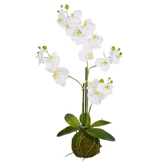 White Orchid with Moss Ball 31"