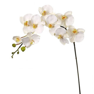 White Phaleanopsis Spray x9 and Buds 42"