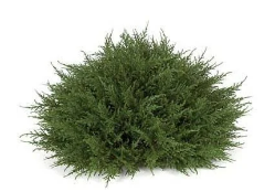 Cypress Half Ball 10"
