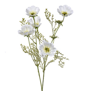 Cream Cosmos Stem