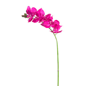 Fuchsia Orchid Spray