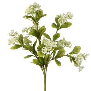 Gypsophila Bush Cream