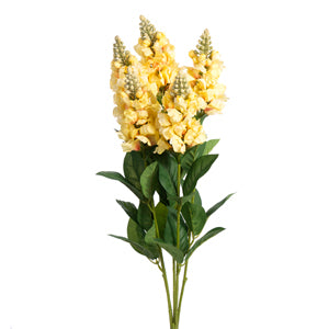 Snapdragon x 6 Yellow