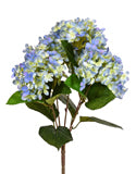 Hydrangea x 5 Blue