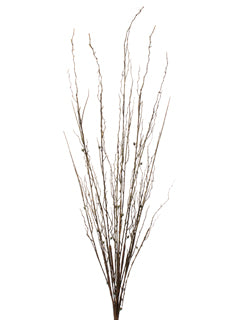 Brown Twig Bush
