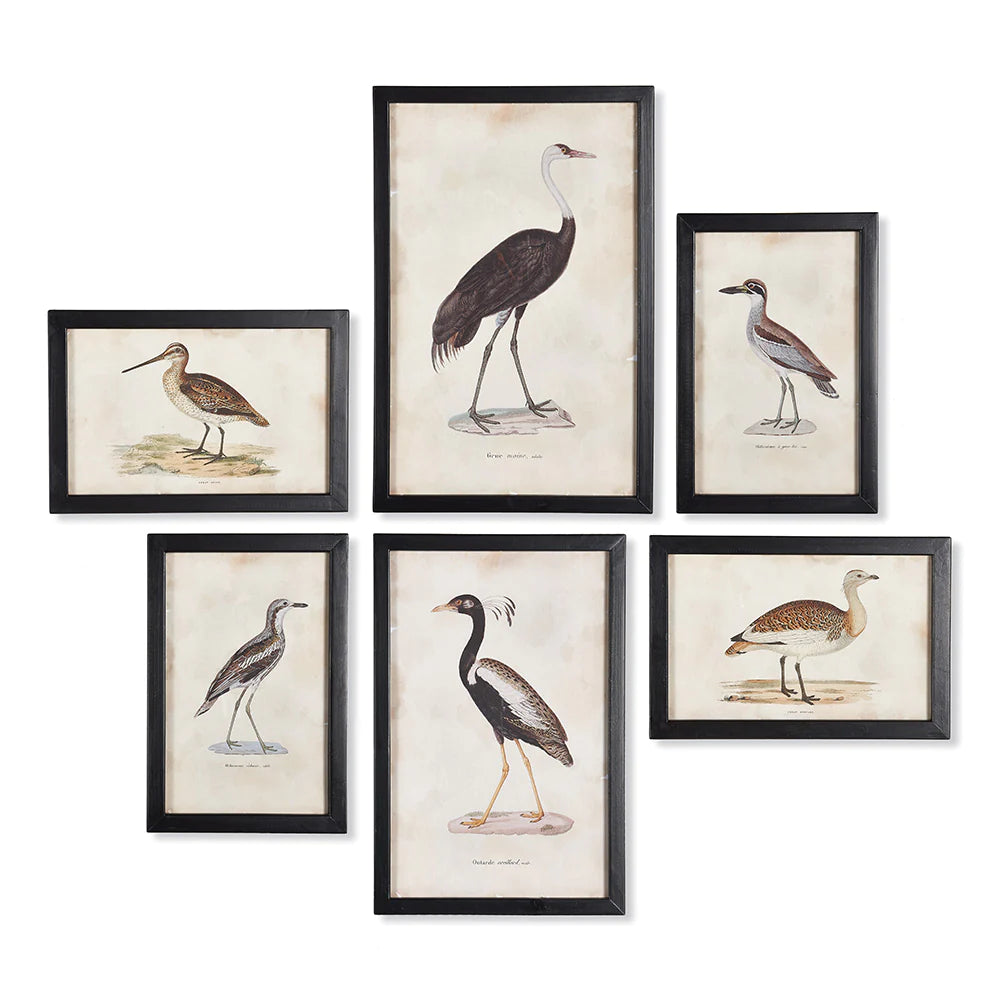 Waterfowl Gallery Prints Assorted