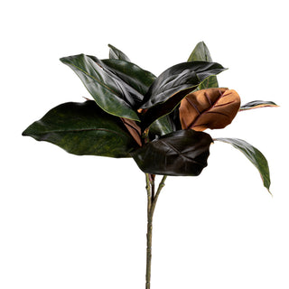 Magnolia Bush 18"