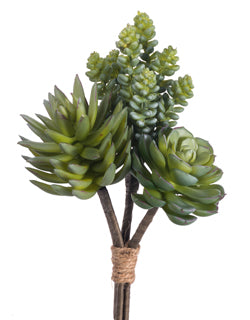 Mixed Succulent Pick Green