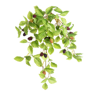 Hanging Raspberry Bush