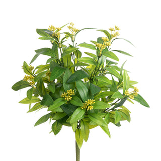 Mountain Laurel