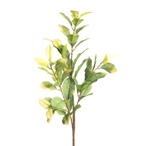 Salal Spray