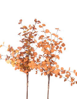 Orange Eucalyptus Bundles