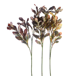 Pittosporum Spray Assorted