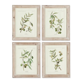 Olive Leaf Botanical Prints Assorted
