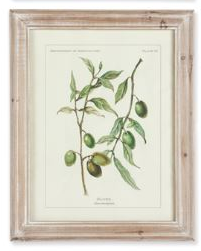 Olive Leaf Botanical Prints Assorted