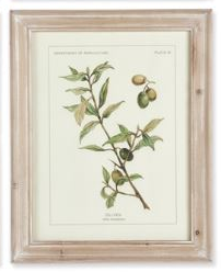 Olive Leaf Botanical Prints Assorted