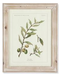 Olive Leaf Botanical Prints Assorted