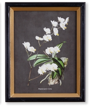 Orchid Study Petite Print Assorted