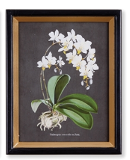 Orchid Study Petite Print Assorted