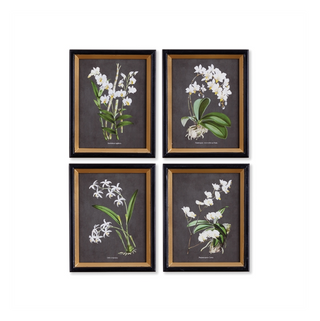 Orchid Study Petite Print Assorted
