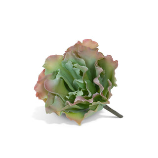 Ruffled Green Echeveria Plant