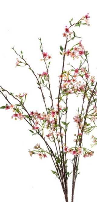 Wild Blossom x 9 Assorted