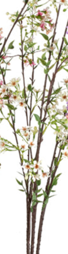 Wild Blossom x 9 Assorted